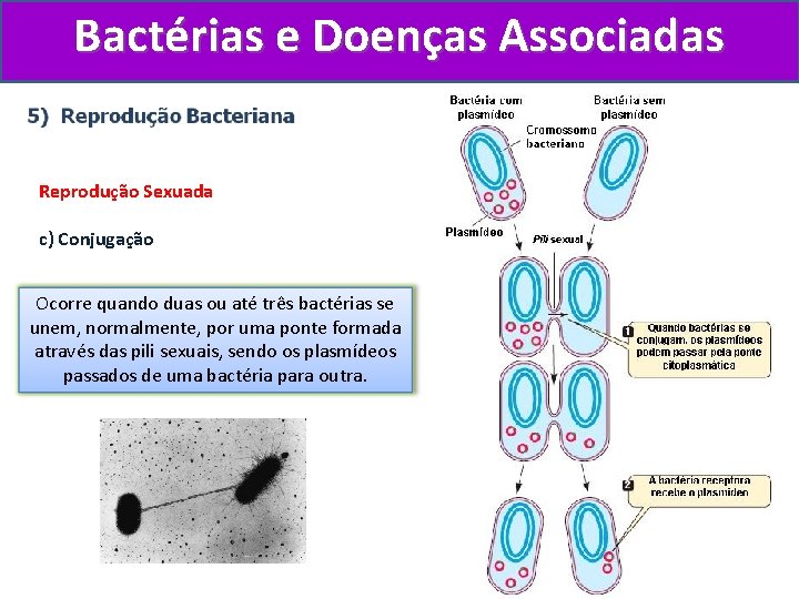 Bactérias e Doenças Associadas Reprodução Sexuada c) Conjugação Ocorre quando duas ou até três