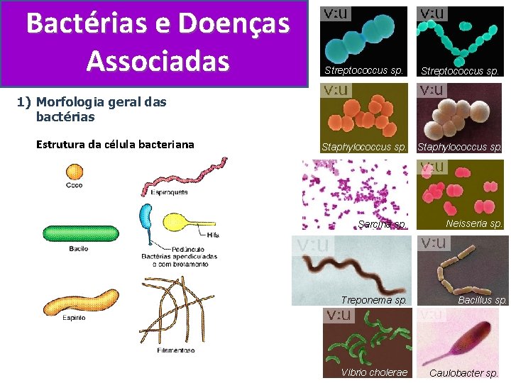 Bactérias e Doenças Associadas Streptococcus sp. Staphylococcus sp. Sarcina sp. Neisseria sp. 1) Morfologia