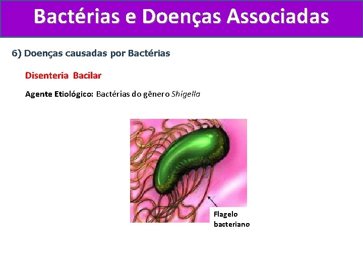 Bactérias e Doenças Associadas 6) Doenças causadas por Bactérias Disenteria Bacilar Agente Etiológico: Bactérias