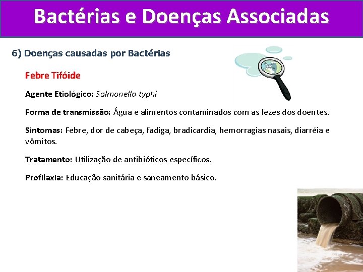 Bactérias e Doenças Associadas 6) Doenças causadas por Bactérias Febre Tifóide Agente Etiológico: Salmonella