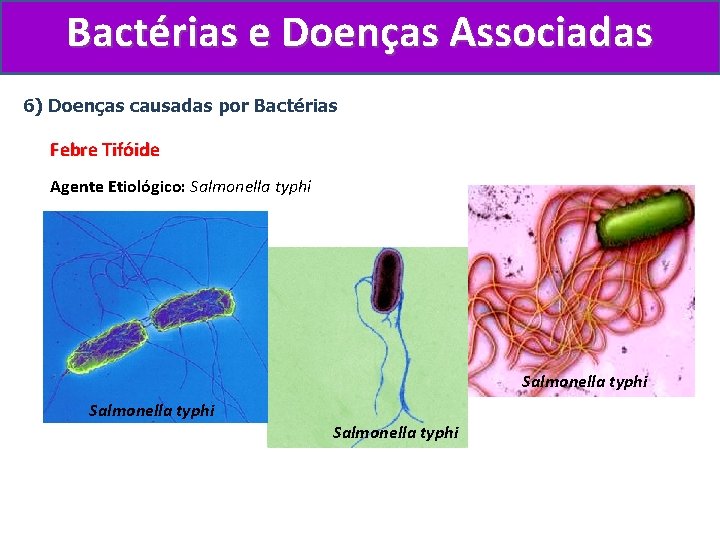 Bactérias e Doenças Associadas 6) Doenças causadas por Bactérias Febre Tifóide Agente Etiológico: Salmonella