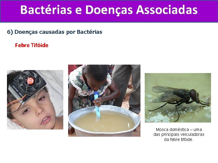 Bactérias e Doenças Associadas 6) Doenças causadas por Bactérias Febre Tifóide Mosca doméstica –
