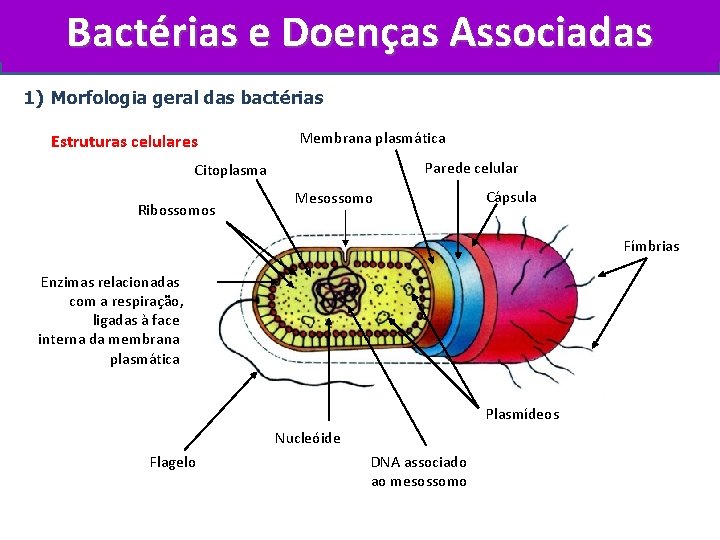 Bactérias e Doenças Associadas 1) Morfologia geral das bactérias Estruturas celulares Membrana plasmática Parede