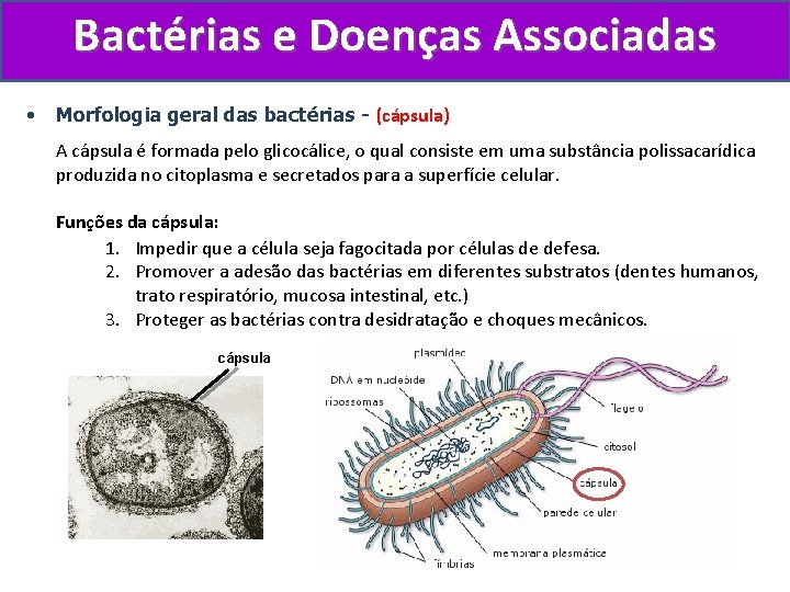 Bactérias e Doenças Associadas • Morfologia geral das bactérias - (cápsula) A cápsula é