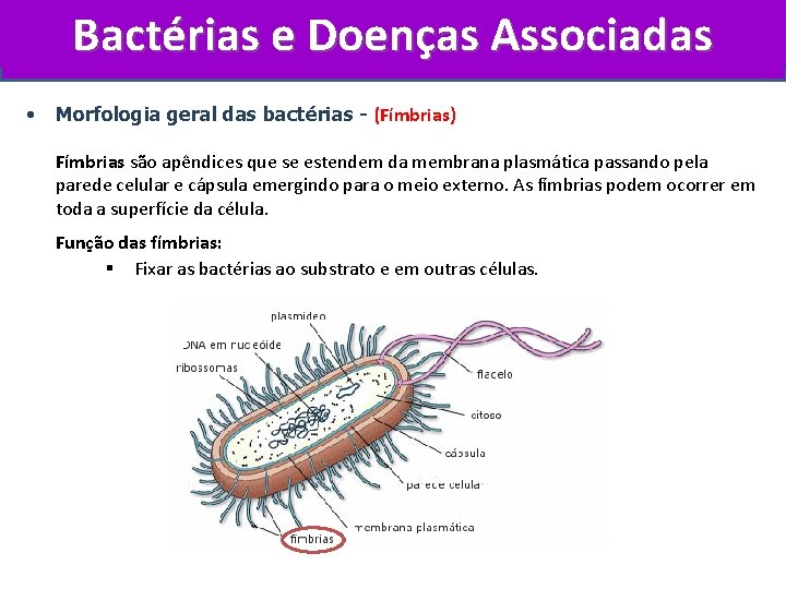 Bactérias e Doenças Associadas • Morfologia geral das bactérias - (Fímbrias) Fímbrias são apêndices