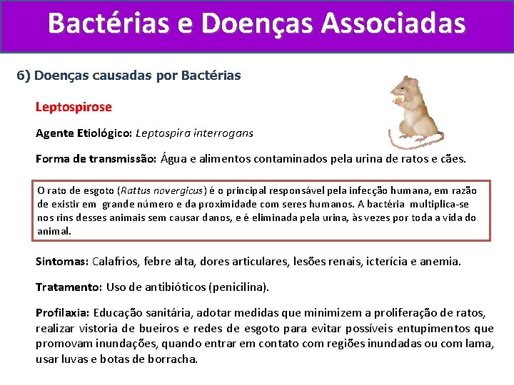 Bactérias e Doenças Associadas 6) Doenças causadas por Bactérias Leptospirose Agente Etiológico: Leptospira interrogans