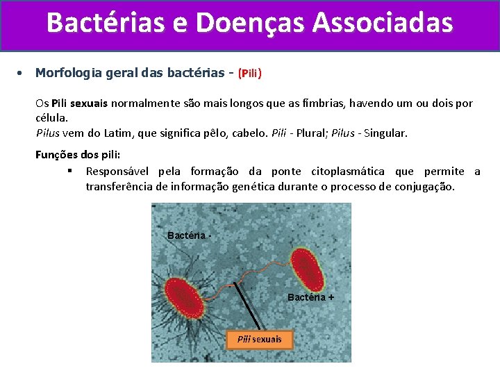 Bactérias e Doenças Associadas • Morfologia geral das bactérias - (Pili) Os Pili sexuais
