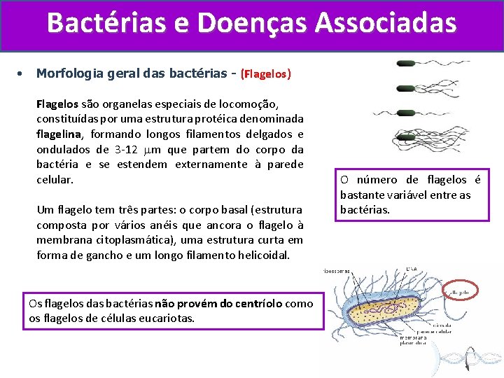 Bactérias e Doenças Associadas • Morfologia geral das bactérias - (Flagelos) Flagelos são organelas