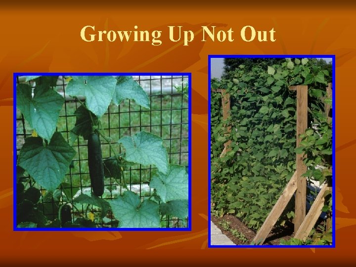 Growing Up Not Out 