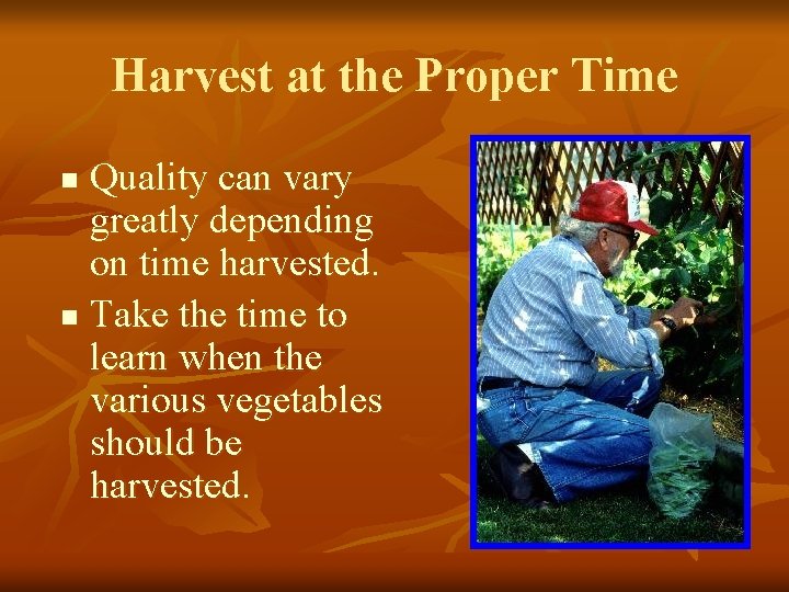 Harvest at the Proper Time Quality can vary greatly depending on time harvested. n