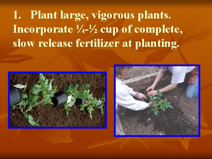 1. Plant large, vigorous plants. Incorporate ¼-½ cup of complete, slow release fertilizer at