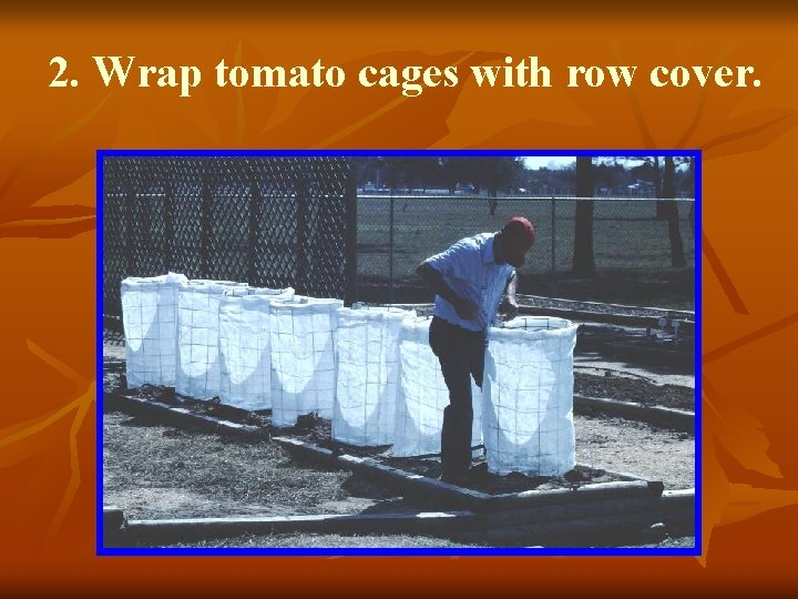 2. Wrap tomato cages with row cover. 