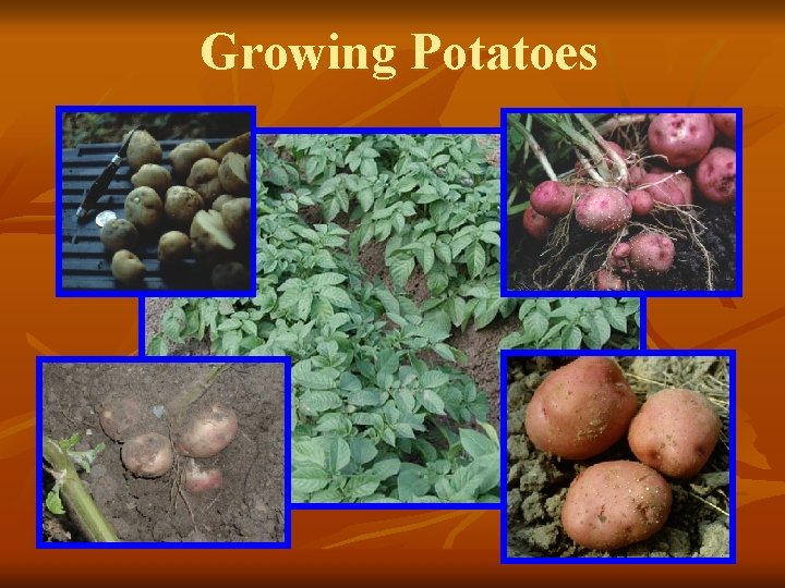 Growing Potatoes 