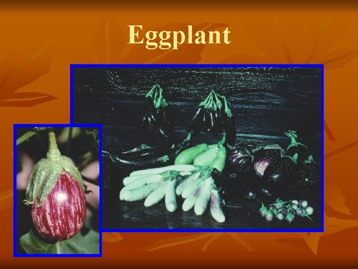 Eggplant 