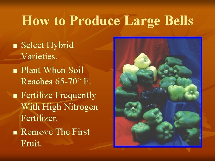 How to Produce Large Bells n n Select Hybrid Varieties. Plant When Soil Reaches