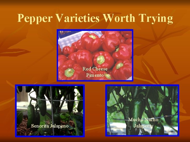 Pepper Varieties Worth Trying Red Cheese Pimento Senorita Jalapeno Mucho Nacho Jalapeno 