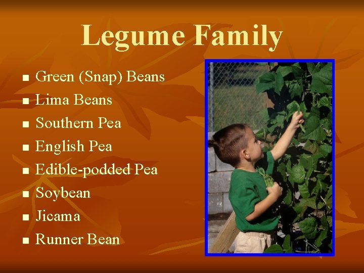 Legume Family n n n n Green (Snap) Beans Lima Beans Southern Pea English