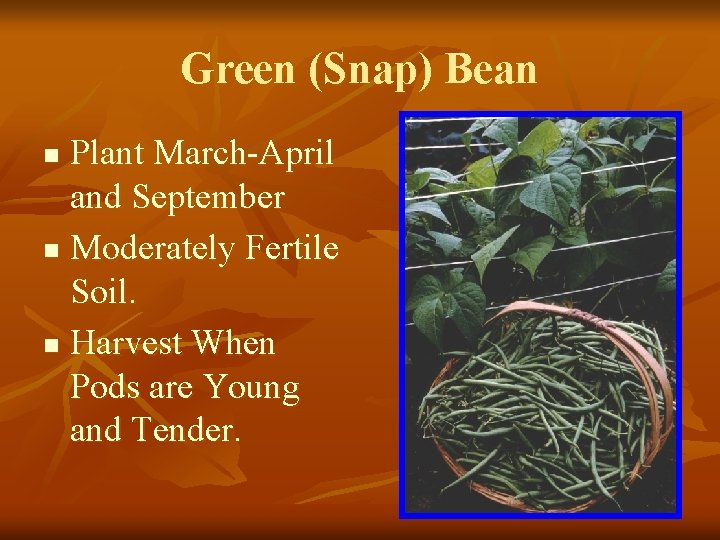 Green (Snap) Bean Plant March-April and September n Moderately Fertile Soil. n Harvest When