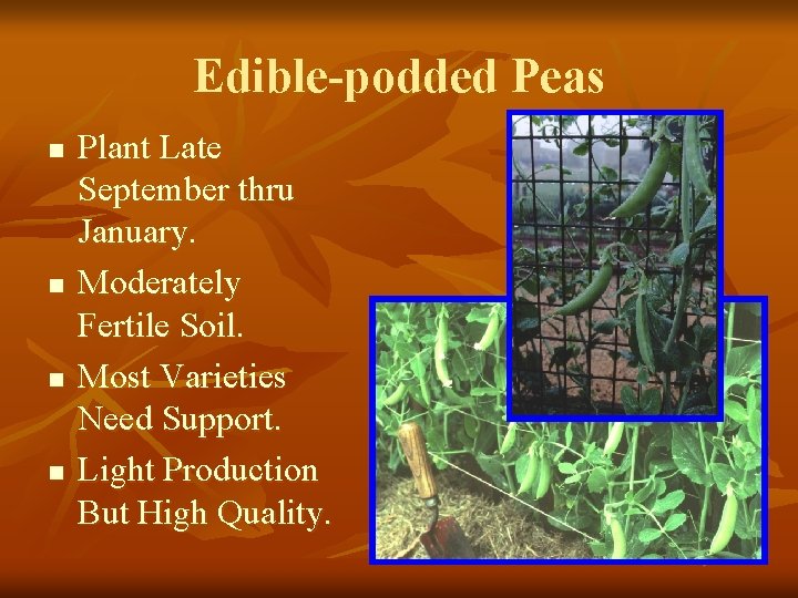 Edible-podded Peas n n Plant Late September thru January. Moderately Fertile Soil. Most Varieties