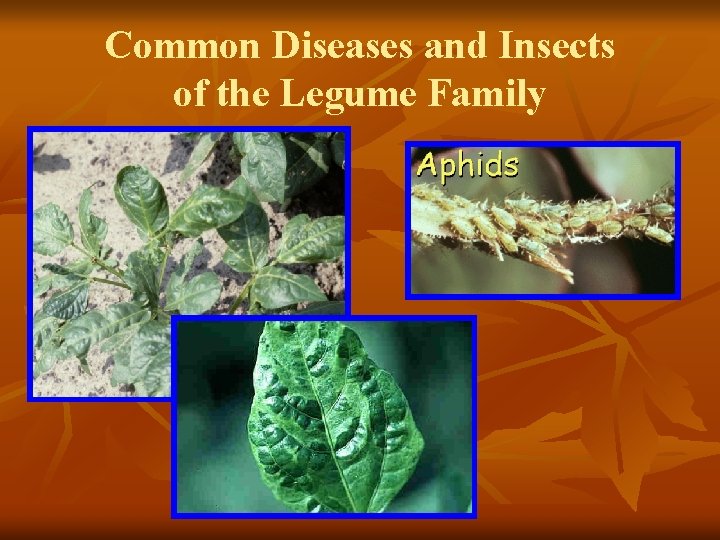 Common Diseases and Insects of the Legume Family 