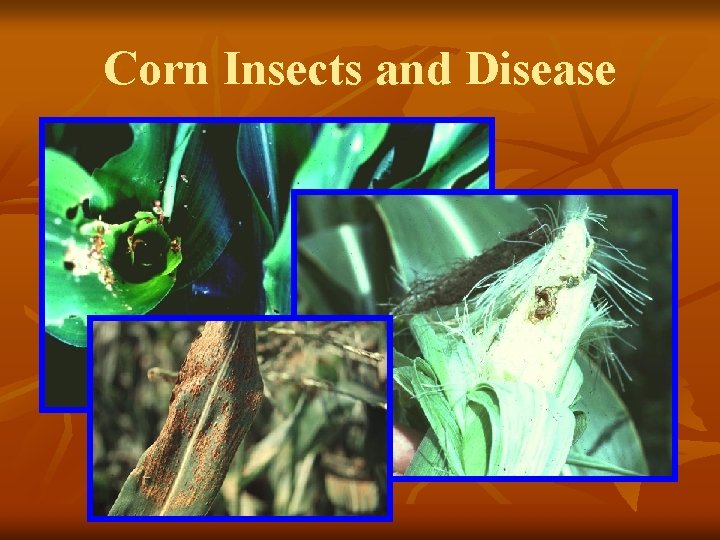 Corn Insects and Disease 