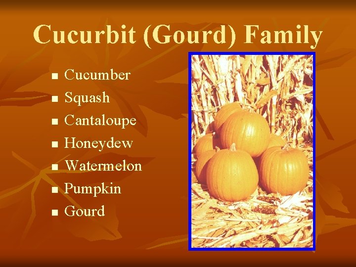 Cucurbit (Gourd) Family n n n n Cucumber Squash Cantaloupe Honeydew Watermelon Pumpkin Gourd