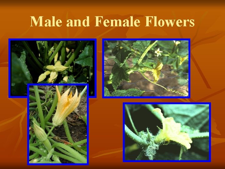 Male and Female Flowers 