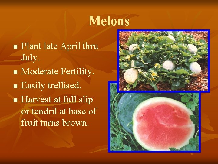 Melons n n Plant late April thru July. Moderate Fertility. Easily trellised. Harvest at