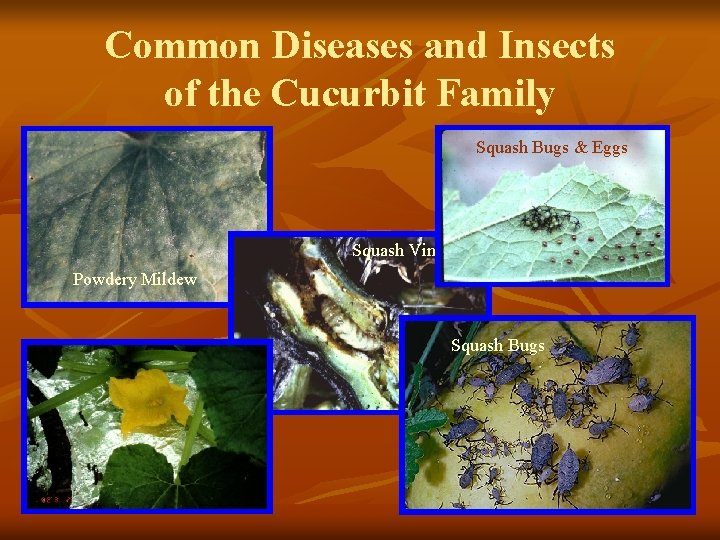 Common Diseases and Insects of the Cucurbit Family Squash Bugs & Eggs Squash Vineborer