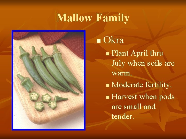 Mallow Family n Okra Plant April thru July when soils are warm. n Moderate