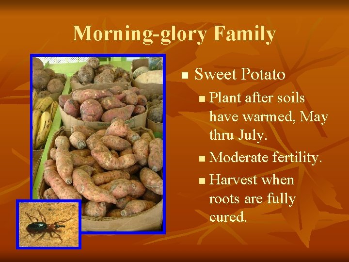 Morning-glory Family n Sweet Potato Plant after soils have warmed, May thru July. n