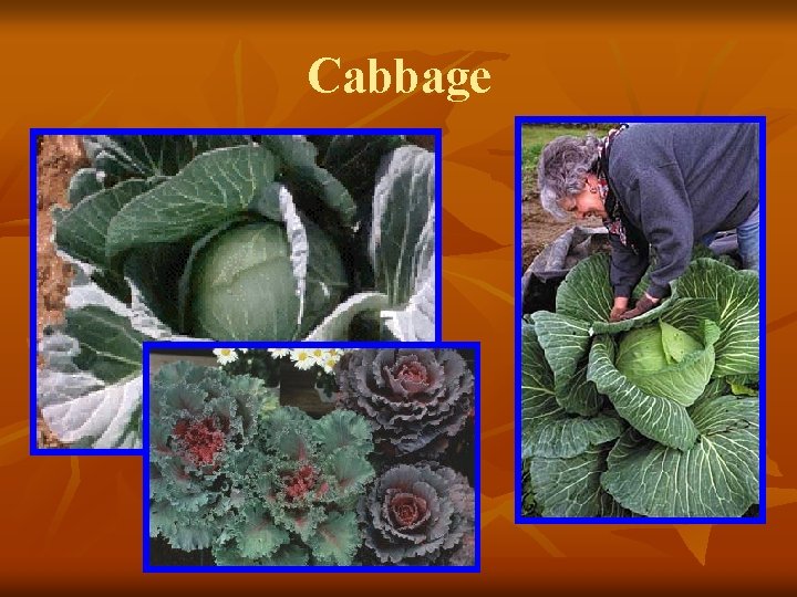 Cabbage 