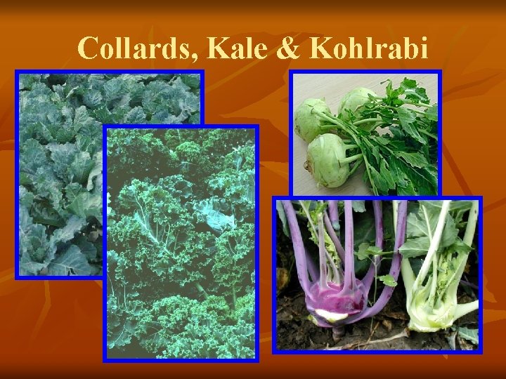 Collards, Kale & Kohlrabi 