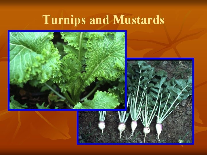 Turnips and Mustards 