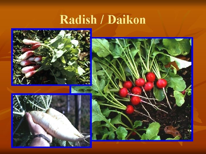 Radish / Daikon 