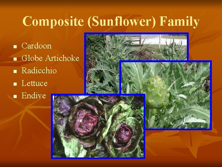 Composite (Sunflower) Family n n n Cardoon Globe Artichoke Radicchio Lettuce Endive 
