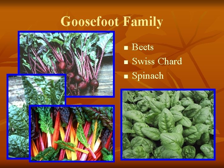 Goosefoot Family n n n Beets Swiss Chard Spinach 