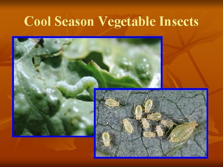 Cool Season Vegetable Insects 