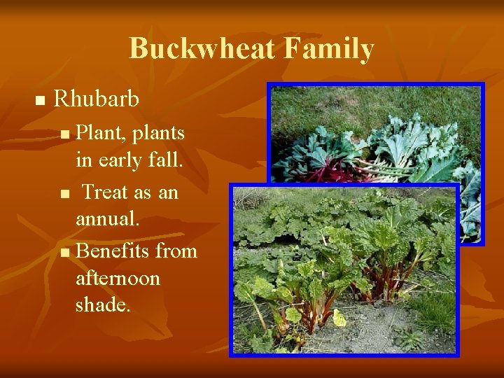 Buckwheat Family n Rhubarb Plant, plants in early fall. n Treat as an annual.