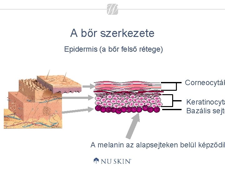 A bőr szerkezete Epidermis (a bőr felső rétege) Corneocyták Keratinocytá Bazális sejte A melanin