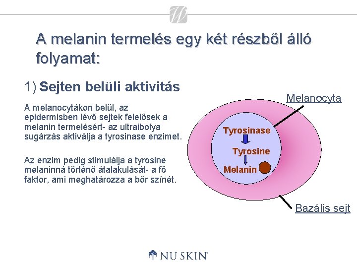 A melanin termelés egy két részből álló folyamat: 1) Sejten belüli aktivitás A melanocytákon