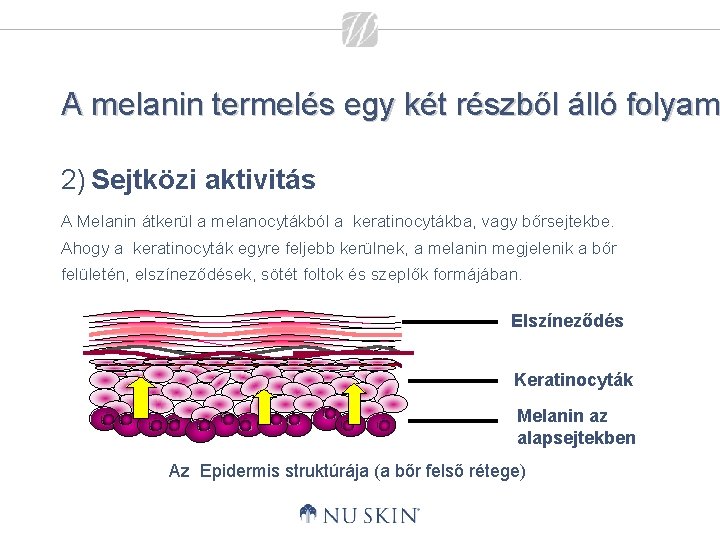 A melanin termelés egy két részből álló folyam 2) Sejtközi aktivitás A Melanin átkerül