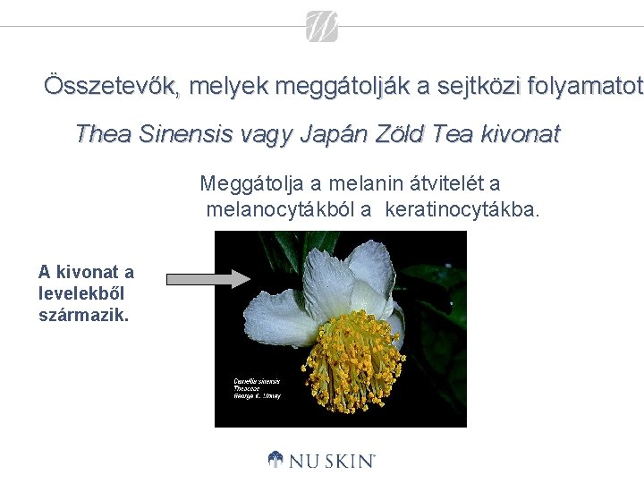 Összetevők, melyek meggátolják a sejtközi folyamatot Thea Sinensis vagy Japán Zöld Tea kivonat Meggátolja