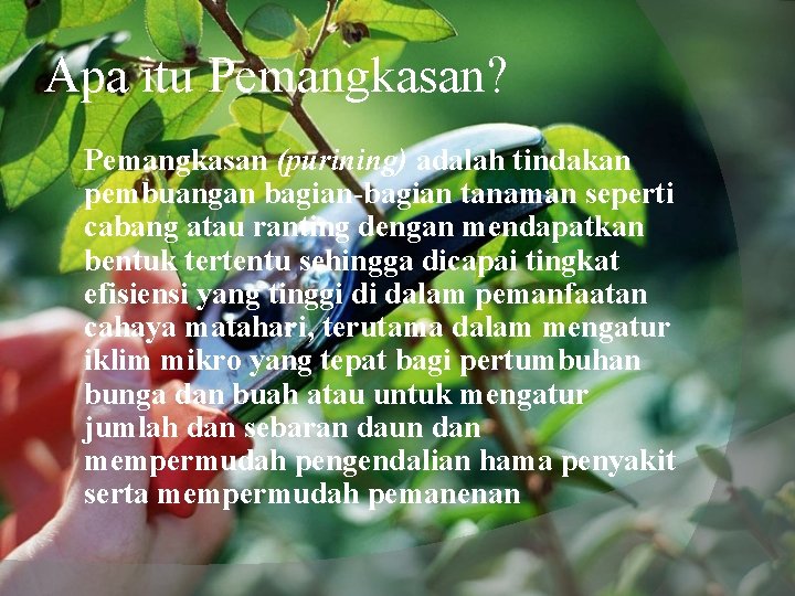 Apa itu Pemangkasan? Pemangkasan (purining) adalah tindakan pembuangan bagian-bagian tanaman seperti cabang atau ranting