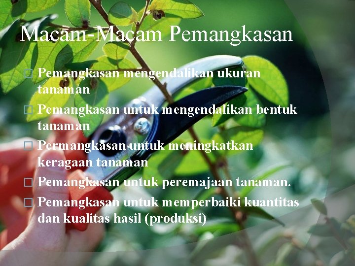 Macam-Macam Pemangkasan mengendalikan ukuran tanaman � Pemangkasan untuk mengendalikan bentuk tanaman � Permangkasan untuk