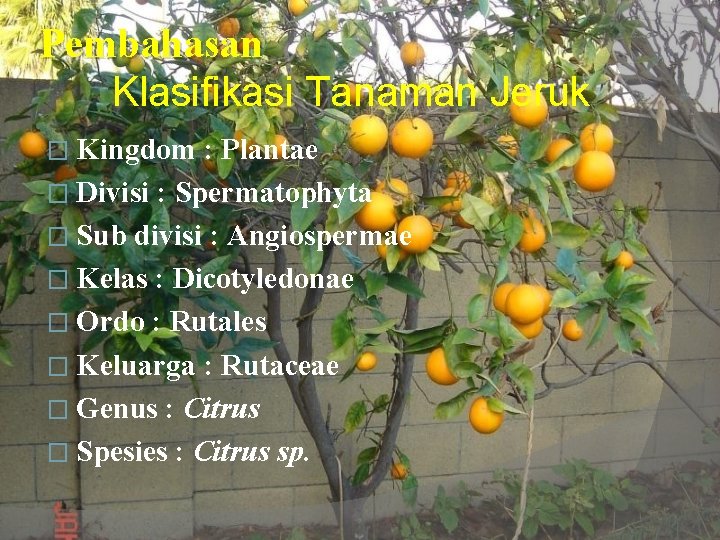 Pembahasan Klasifikasi Tanaman Jeruk � Kingdom : Plantae � Divisi : Spermatophyta � Sub