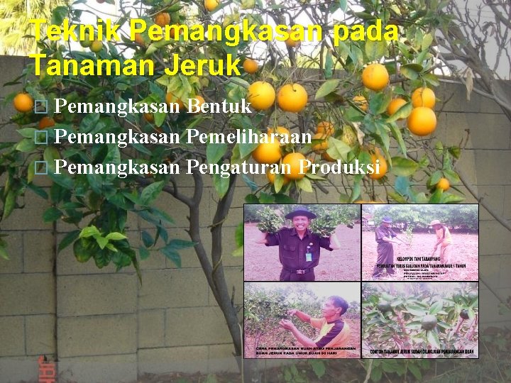 Teknik Pemangkasan pada Tanaman Jeruk � Pemangkasan Bentuk � Pemangkasan Pemeliharaan � Pemangkasan Pengaturan