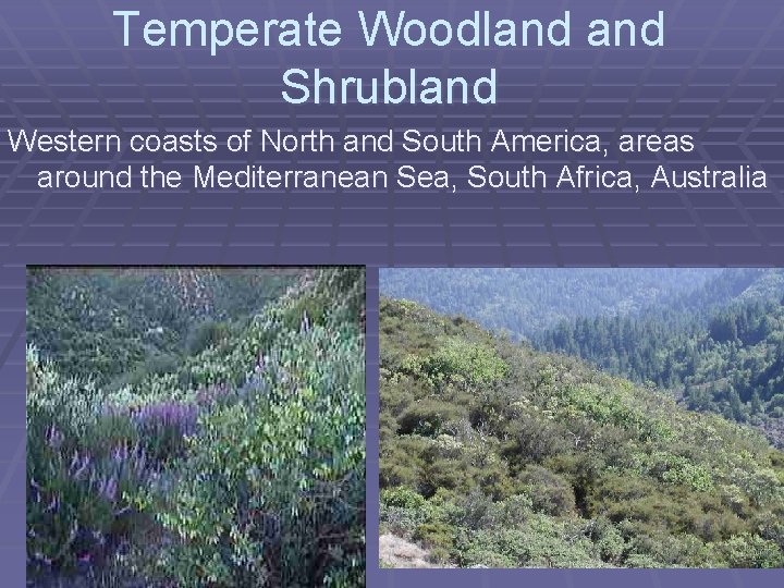 Temperate Woodland Shrubland Western coasts of North and South America, areas around the Mediterranean