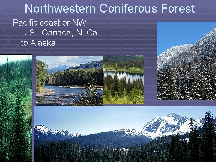 Northwestern Coniferous Forest Pacific coast or NW U. S. , Canada, N. Ca to