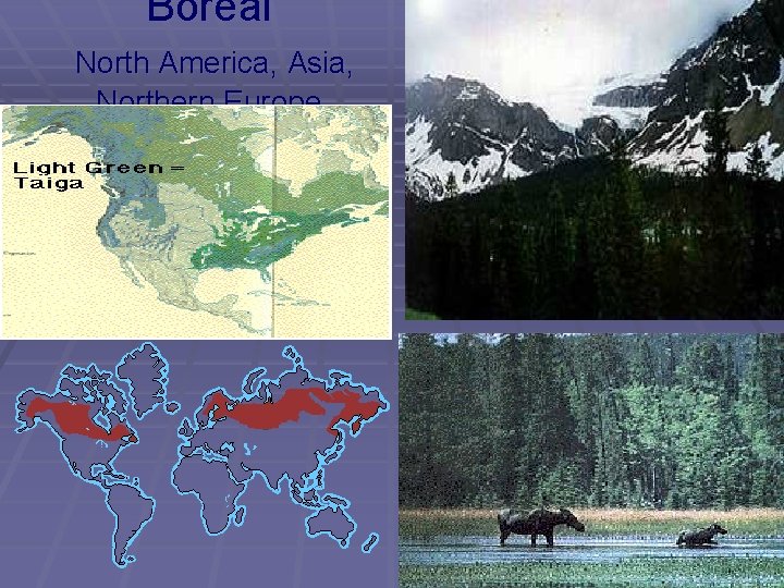 Boreal North America, Asia, Northern Europe 